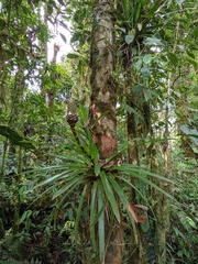 Guzmania coriostachya