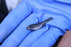 Hypseleotris galii