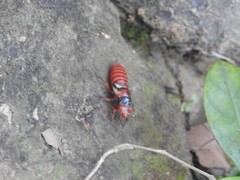 Huechys sanguinea
