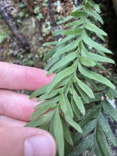 Tmesipteris elongata, photograph 3