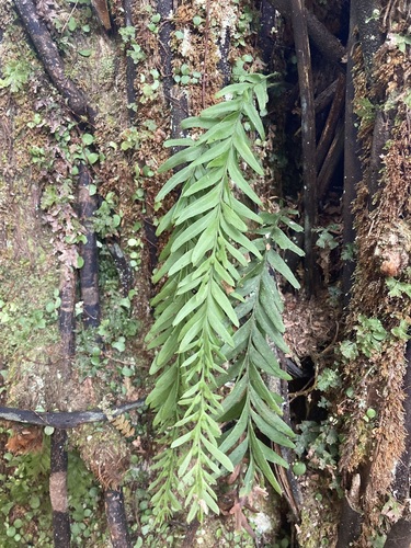 Tmesipteris elongata, photograph 2