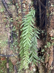 Tmesipteris elongata, photograph Hannah Rogers, CC0, iNaturalist via GBIF