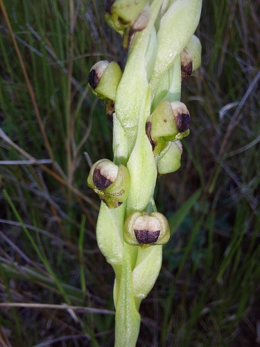 Image of Pterygodium dracomontanum by (c) Manuel R Popp, some rights reserved (CC BY)