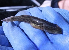 Philypnodon grandiceps