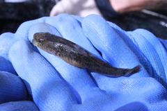 Philypnodon grandiceps