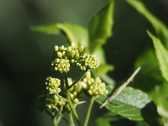 Microglossa pyrifolia
