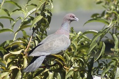 Patagioenas picazuro