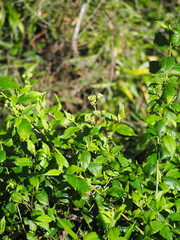 Microglossa pyrifolia