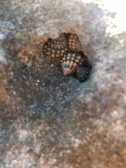 Echinolittorina tuberculata