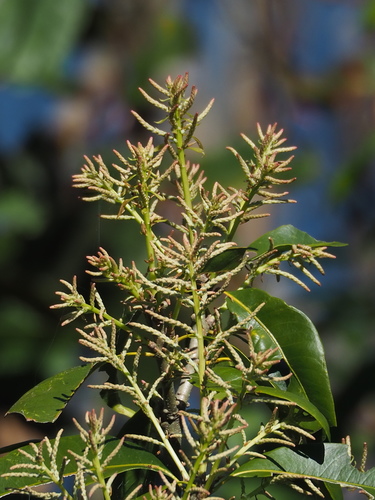 Image of Lithocarpus Hancei (Lithocarpus hancei) by no rights reserved
