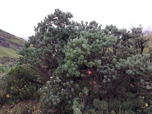 Image of Protea subvestita by (c) Manuel R Popp, some rights reserved (CC BY)