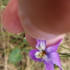 Viola fimbriatula