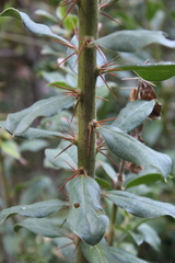 Archidasyphyllum diacanthoides