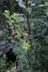 Archidasyphyllum diacanthoides