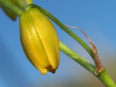 Albuca shawii