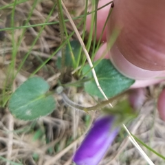 Viola fimbriatula