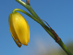 Albuca shawii