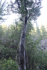 Archidasyphyllum diacanthoides