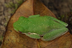 Duellmanohyla uranochroa