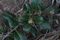 Archidasyphyllum diacanthoides