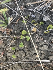 Centella cordifolia