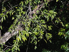 Ficus sarmentosa henryi