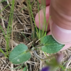 Viola fimbriatula