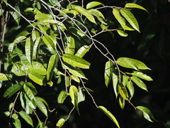 Ficus sarmentosa henryi