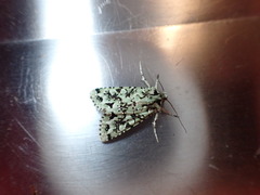 Meterana exquisita