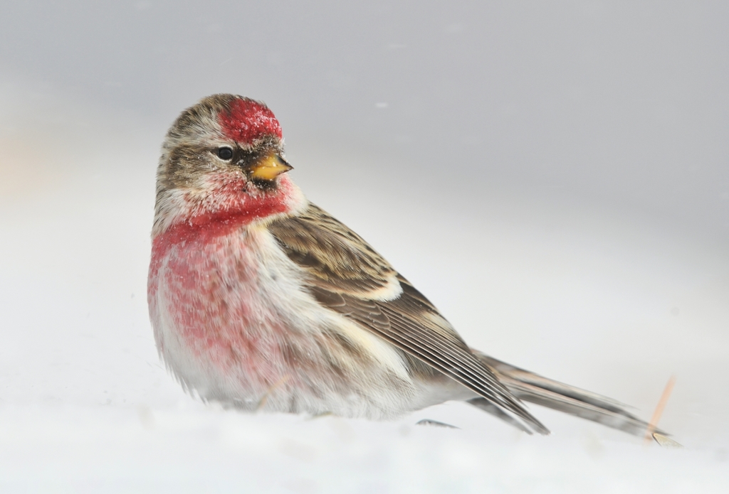 Finches, Euphonias, and Allies