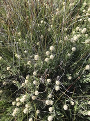 Calocephalus lacteus