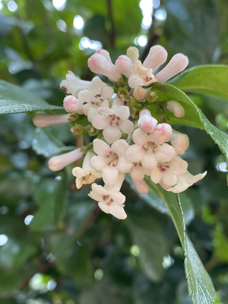 Sandankwa Viburnum