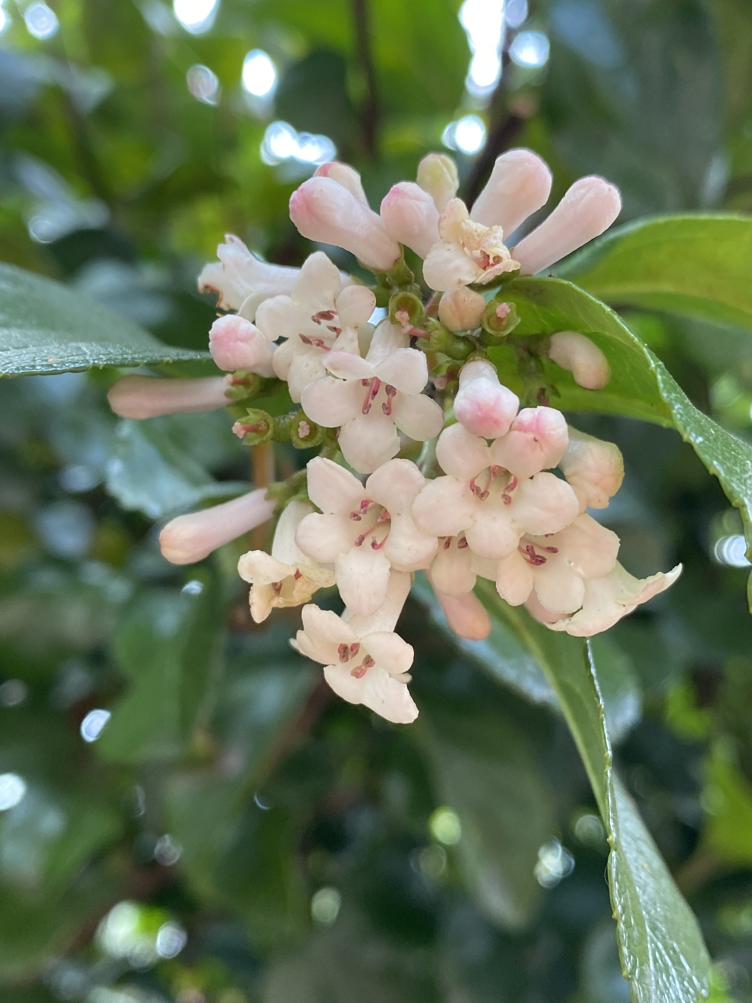 Viburnum suspensum