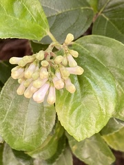 Viburnum suspensum