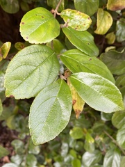 Viburnum suspensum