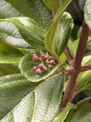 Viburnum suspensum
