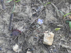 Gentiana loureiroi