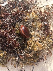 Macropsychanthus comosus