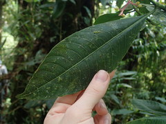 Palicourea padifolia
