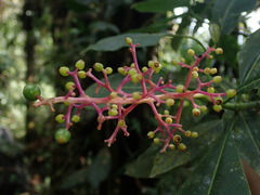 Palicourea padifolia