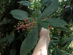 Palicourea padifolia