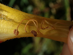 Glossoloma tetragonoides