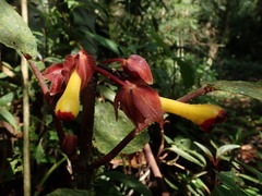 Glossoloma tetragonoides