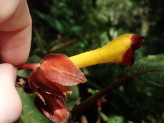 Glossoloma tetragonoides