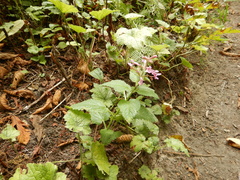 Stachys chamissonis cooleyae