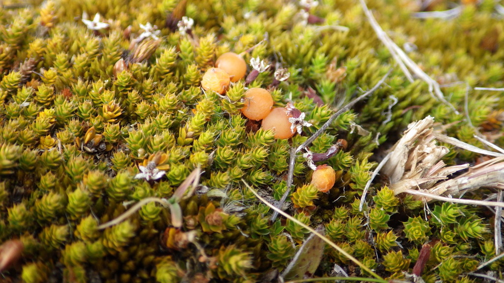 Styphelia nana, Hakatere Conservation Park, NZ-CA-AB, NZ-CA, NZ, by graemeure
