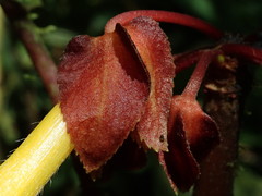Glossoloma tetragonoides