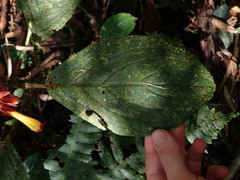 Glossoloma tetragonoides