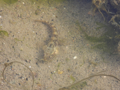 Tridentiger trigonocephalus