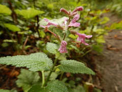 Stachys chamissonis cooleyae